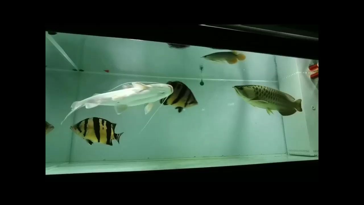 沈陽觀賞魚市場我又回來了（沈陽觀賞魚市場我又回來了，龍大了，一眉道人魚寓意） 沈陽觀賞魚市場我又回來了（沈陽觀賞魚市場我又回來了，龍大了，一眉道人魚寓意） 觀賞魚百科 第1張