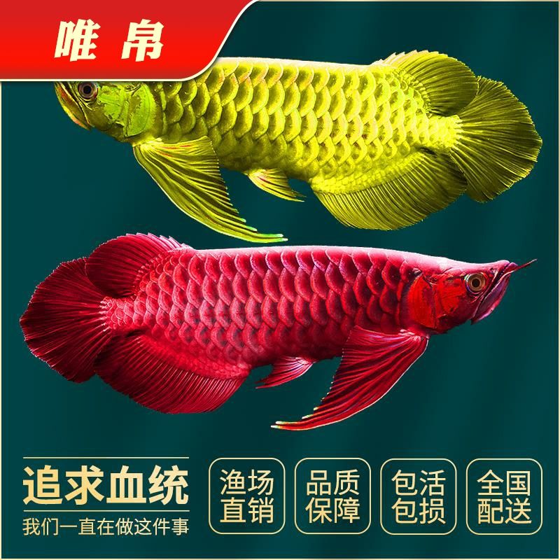 沈陽觀賞魚市場我又回來了（沈陽觀賞魚市場我又回來了，龍大了，一眉道人魚寓意） 沈陽觀賞魚市場我又回來了（沈陽觀賞魚市場我又回來了，龍大了，一眉道人魚寓意） 觀賞魚百科 第3張
