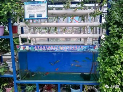 戶外觀賞魚池養什么魚好看(戶外觀賞魚池的養殖適合在戶外觀賞魚池中養殖的品種) 觀賞魚百科 第1張 戶外觀賞魚池養什么魚好看(戶外觀賞魚池的養殖適合在戶外觀賞魚池中養殖的品種) 戶外觀賞魚池養什么魚好看(戶外觀賞魚池的養殖適合在戶外觀賞魚池中養殖的品種) 觀賞魚百科 第1張