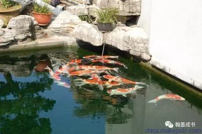 戶外觀賞魚池養什么魚好看（戶外觀賞魚池的養殖適合在戶外觀賞魚池中養殖的品種） 戶外觀賞魚池養什么魚好看（戶外觀賞魚池的養殖適合在戶外觀賞魚池中養殖的品種） 觀賞魚百科 第2張