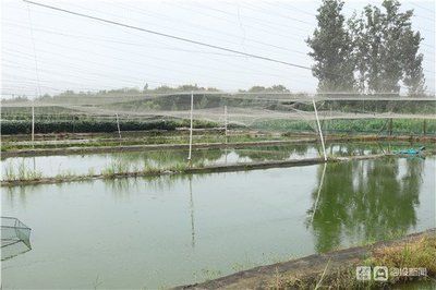 戶外觀賞魚池養什么魚好看(戶外觀賞魚池的養殖適合在戶外觀賞魚池中養殖的品種) 觀賞魚百科 第3張 戶外觀賞魚池養什么魚好看(戶外觀賞魚池的養殖適合在戶外觀賞魚池中養殖的品種) 戶外觀賞魚池養什么魚好看(戶外觀賞魚池的養殖適合在戶外觀賞魚池中養殖的品種) 觀賞魚百科 第3張