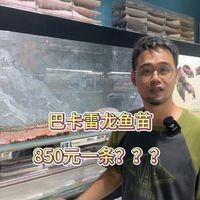 巴卡雷龍市場(chǎng)價(jià)格波動(dòng)歷史（巴卡雷龍市場(chǎng)價(jià)格波動(dòng)）