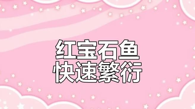 紅寶石魚繁殖頻率（紅寶石魚怎么養）