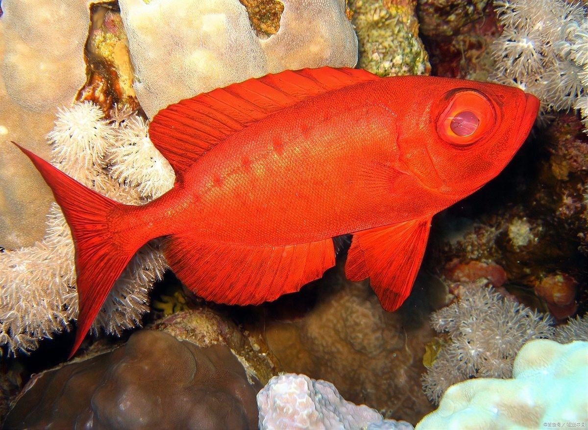 紅寶石魚繁殖頻率（紅寶石魚怎么養）