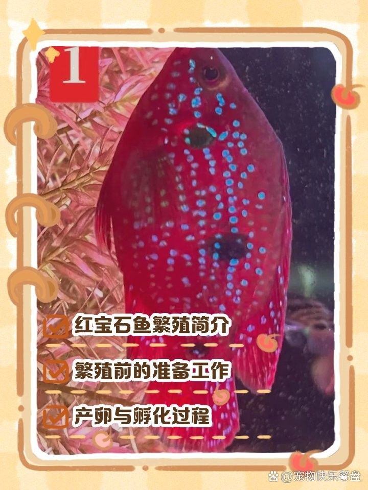 紅寶石魚繁殖頻率（紅寶石魚怎么養）