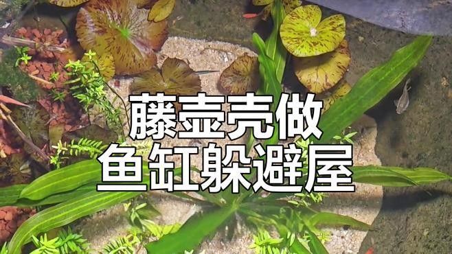 如何自制一個簡單的魚缸躲避屋？（教你如何制作一個魚缸躲避屋，簡單又實用逐夢奔跑的小張）