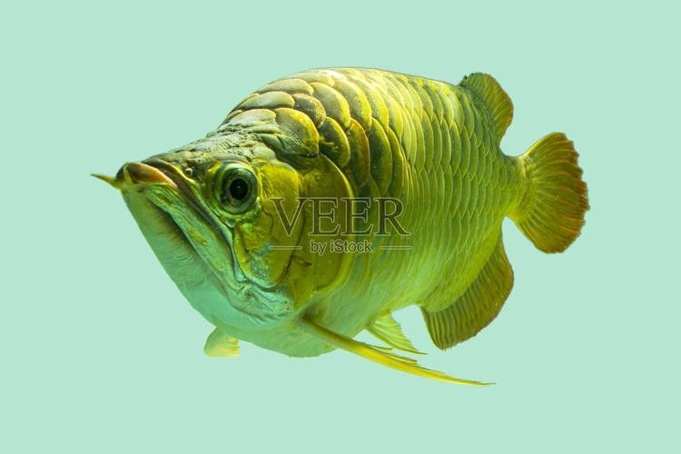 金背龍魚有哪些品種（金背龍魚有幾個品種）