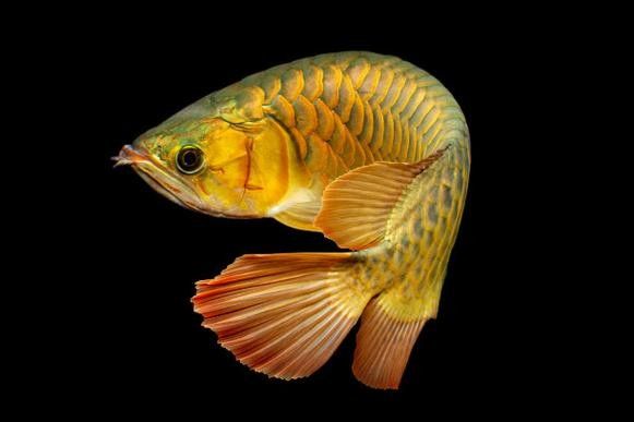 金背龍魚有哪些品種（金背龍魚有幾個品種）