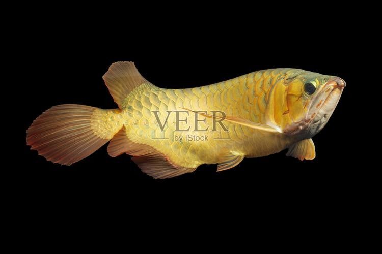 金背龍魚有哪些品種（金背龍魚有幾個品種）