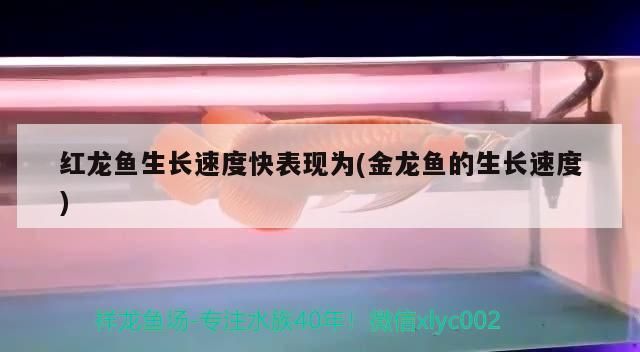 紅龍魚生長速度快表現為(金龍魚的生長速度)（紅龍魚生長速度快表現為和金龍魚的生長速度對應的相關信息）