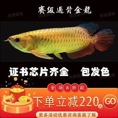賽級藍底過背金龍的價格是多少（賽級藍底過背金龍的價格）