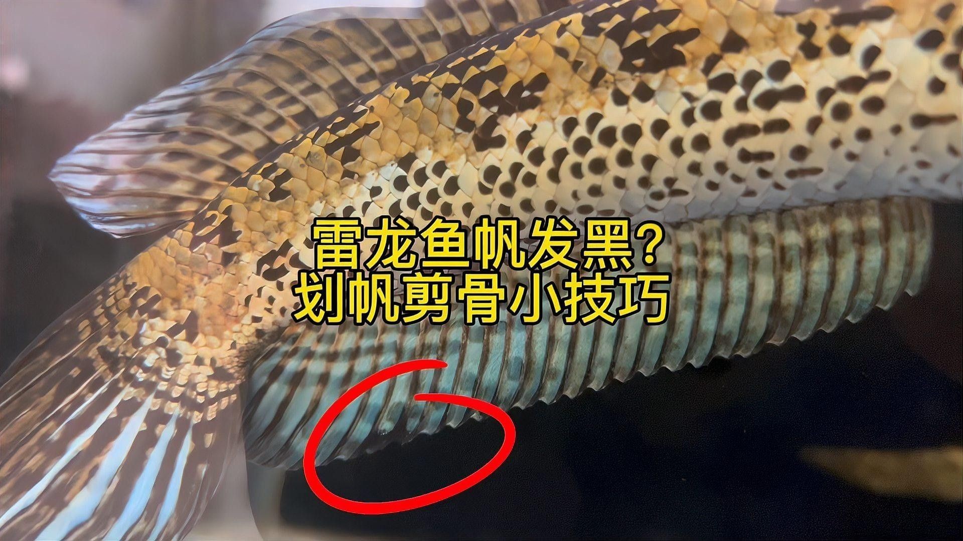 雷龍魚多大開始長帆（雷龍魚怎么才能算是品相best） 雷龍魚多大開始長帆（雷龍魚怎么才能算是品相best） 龍魚百科 第1張