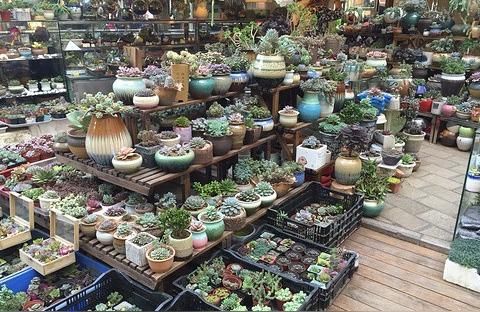 上海花鳥魚蟲市場:上海哪里買鸚鵡