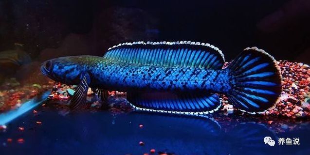 斑馬魚和雷龍魚混養案例（斑馬魚和雷龍魚的混養案例）