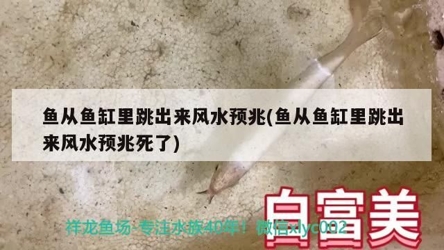 魚從魚缸里跳出來風水預兆(魚從魚缸里跳出來風水預兆死了)（下魚缸魚缸里跳出來風水預兆） 魚從魚缸里跳出來風水預兆(魚從魚缸里跳出來風水預兆死了)（下魚缸魚缸里跳出來風水預兆） 觀賞魚百科