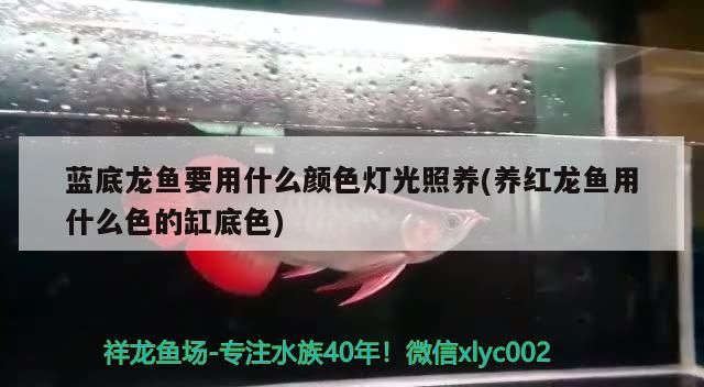 藍(lán)底龍魚(yú)要用什么顏色燈光照養(yǎng)(養(yǎng)紅龍魚(yú)用什么色的缸底色)