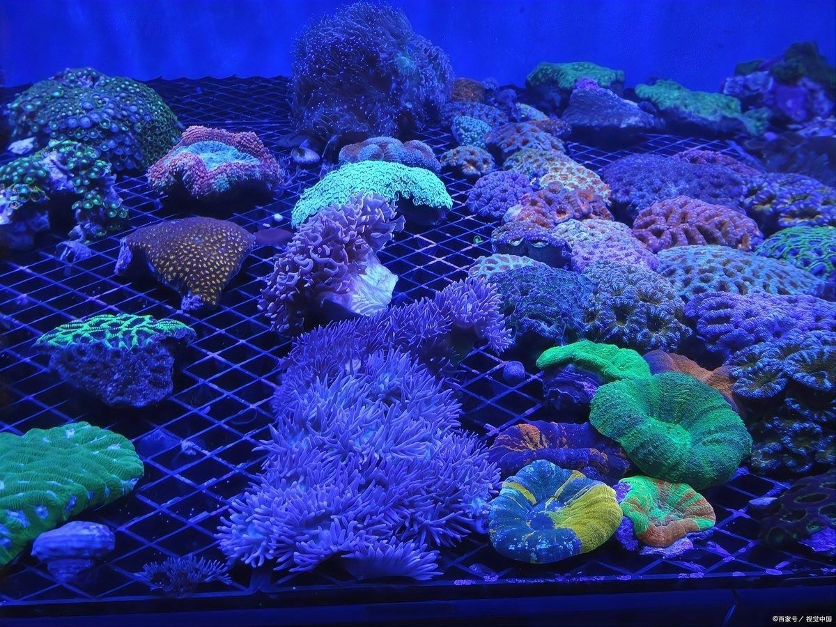 殺菌燈對龍魚有副作用嗎（殺菌燈對龍魚是否有副作用）