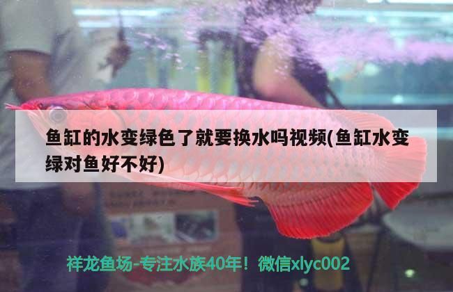 魚缸的水變綠色了就要換水嗎視頻(魚缸水變綠對魚好不好)（魚缸的水變綠色了就要換水嗎） 魚缸的水變綠色了就要換水嗎視頻(魚缸水變綠對魚好不好)（魚缸的水變綠色了就要換水嗎） 觀賞魚百科