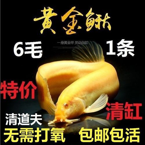 飛龍魚苗的價(jià)格是多少？（飛龍魚苗的價(jià)格是多少）