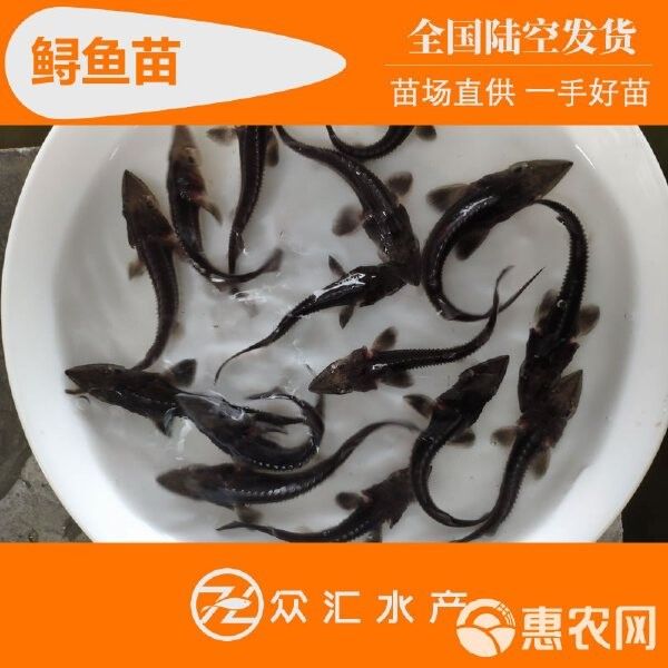 飛龍魚苗的價(jià)格是多少？（飛龍魚苗的價(jià)格是多少）