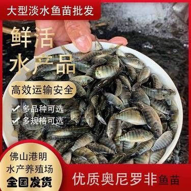 飛龍魚苗的價(jià)格是多少？（飛龍魚苗的價(jià)格是多少）