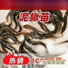 飛龍魚苗的價(jià)格是多少？（飛龍魚苗的價(jià)格是多少）