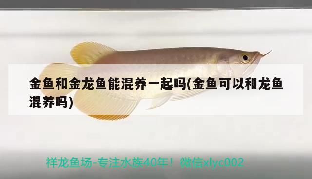 龍魚干蝦有營養嗎 金魚和金龍魚能混養一起嗎(金魚可以和龍魚混養嗎)(和金魚可以和龍魚混養一起嗎) 觀賞魚百科 金魚和金龍魚能混養一起嗎(金魚可以和龍魚混養嗎)(和金魚可以和龍魚混養一起嗎) 金魚和金龍魚能混養一起嗎(金魚可以和龍魚混養嗎)(和金魚可以和龍魚混養一起嗎) 觀賞魚百科