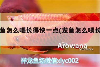紅龍魚怎么喂長得快一點(龍魚怎么喂長的快)（紅龍魚怎么喂長得快、紅龍魚怎么喂長得快一點的介紹）