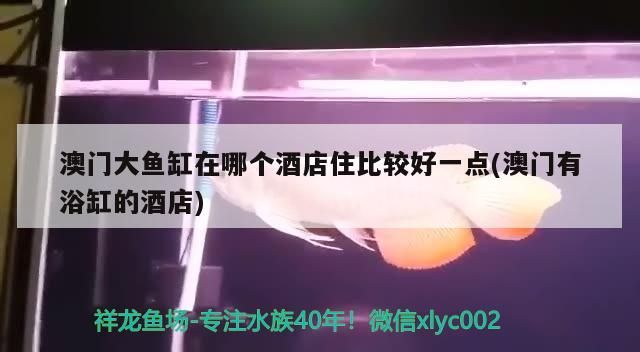 澳門大魚缸在哪個酒店住比較好一點(澳門有浴缸的酒店)（澳門度假旅游，澳門度假酒店選擇這幾家酒店不會出錯）