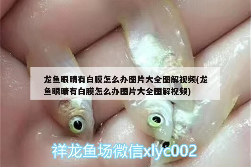 龍魚(yú)眼睛有白膜怎么辦圖片大全圖解視頻(龍魚(yú)眼睛有白膜怎么辦圖片大全圖解視頻)（龍魚(yú)眼睛有白膜怎么辦圖片大全）