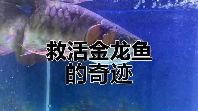 深圳金龍魚有哪些部門在招聘？（2018深圳金龍魚招聘部門一覽）