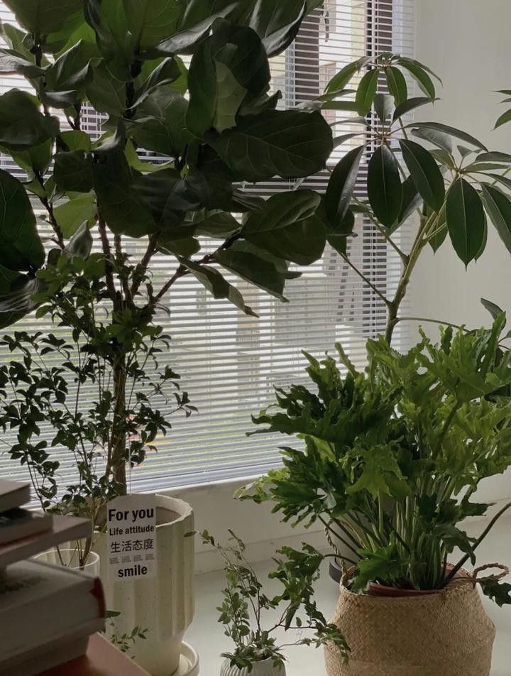 屬虎的人養金龍魚有哪些禁忌（屬虎養龍魚有哪些禁忌）