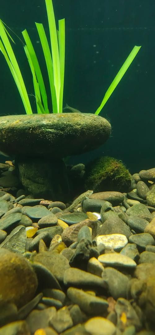 龍魚缸水草造景圖片欣賞（魚缸水草造景圖片欣賞）