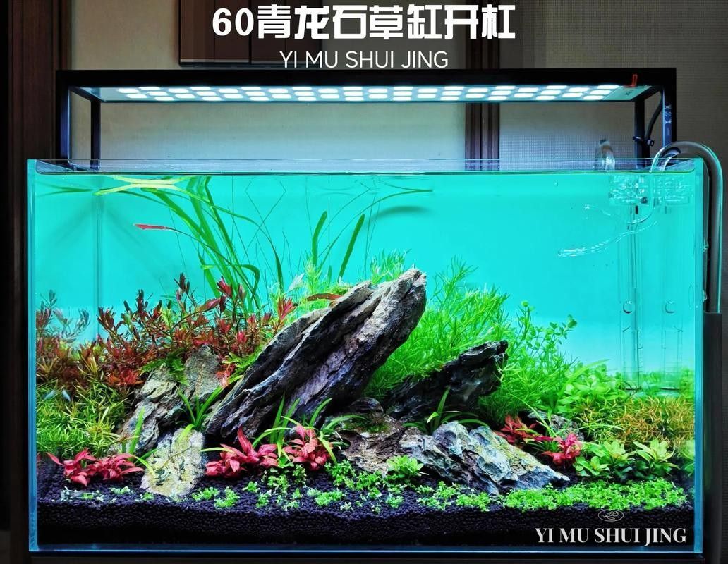 龍魚缸水草造景圖片欣賞（魚缸水草造景圖片欣賞）