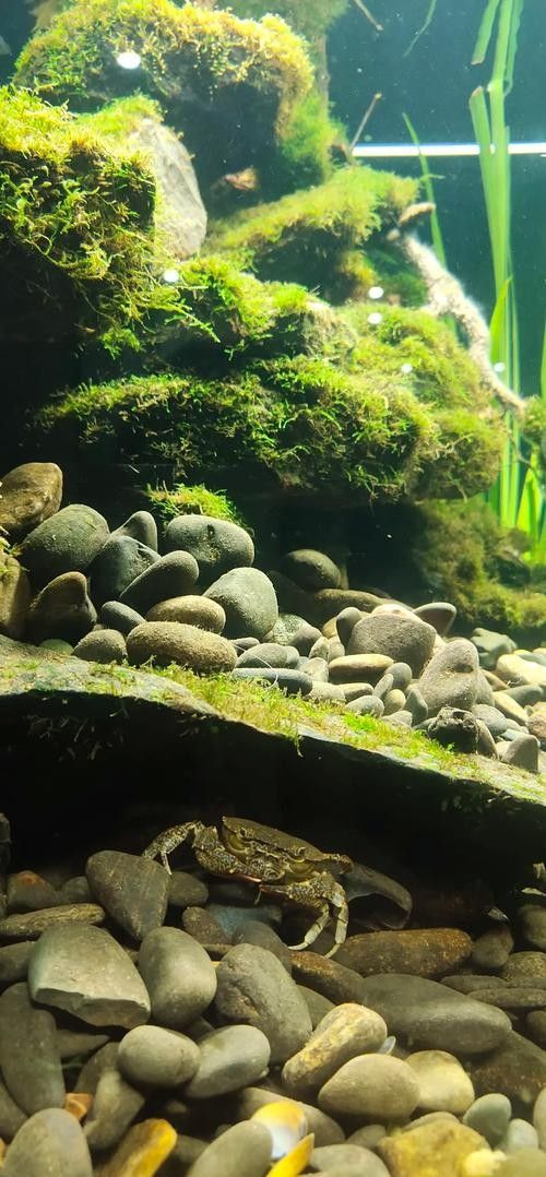 龍魚缸水草造景圖片欣賞（魚缸水草造景圖片欣賞）