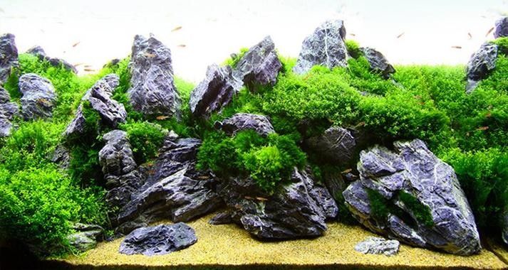 龍魚缸水草造景圖片欣賞（魚缸水草造景圖片欣賞）