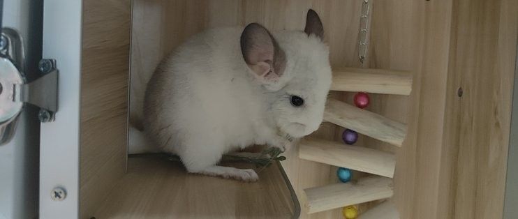 龍須貓多久喂一次