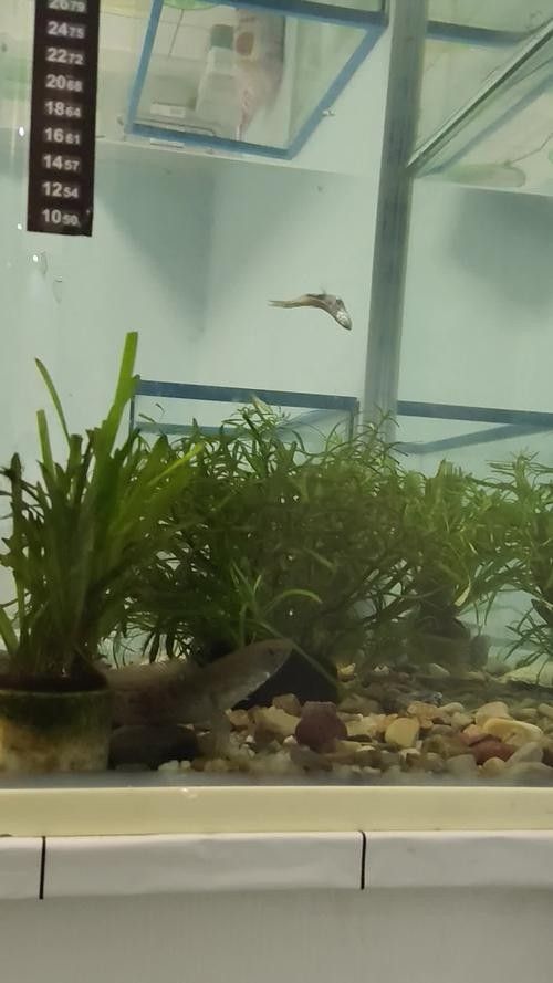 哪種雷龍魚最好養？ 哪種雷龍魚最好養？ 龍魚百科 第4張