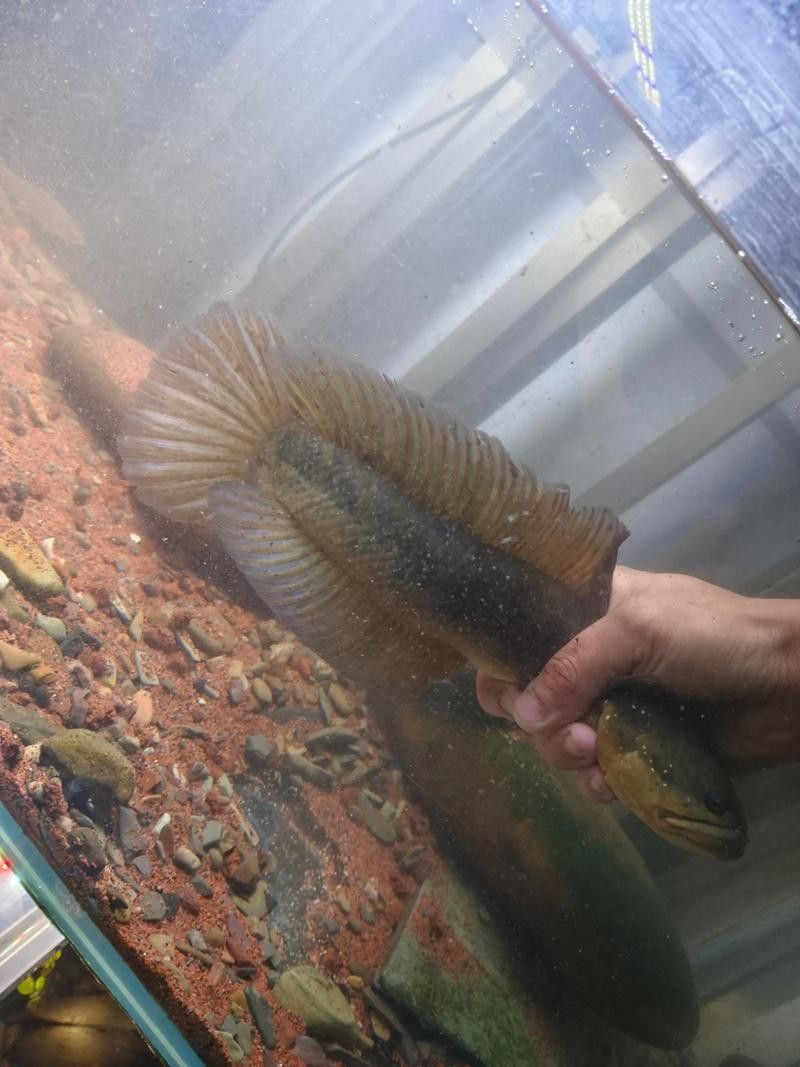 哪種雷龍魚最好養？ 哪種雷龍魚最好養？ 龍魚百科 第7張