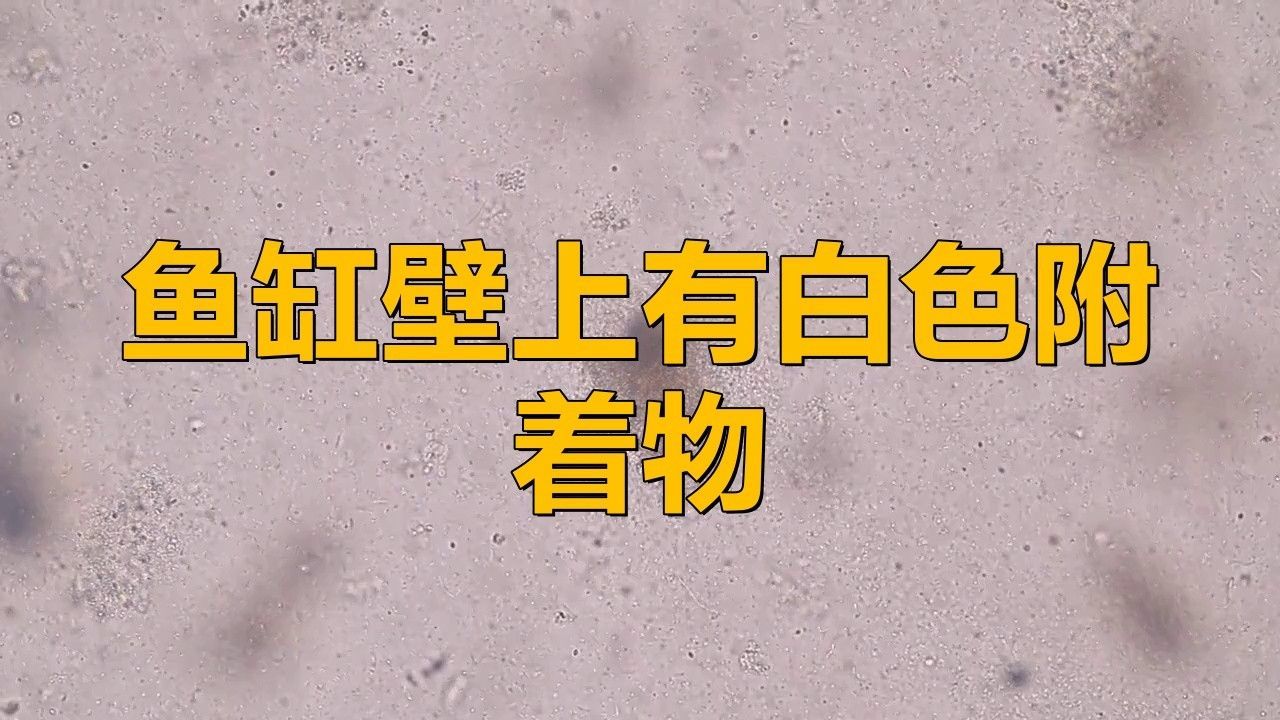 如何區分菌膜和病理性絮狀物（菌膜和病理性絮狀物是兩種不同的病理現象）