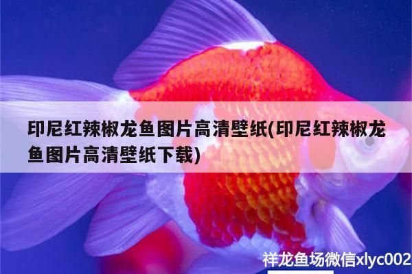 印尼紅辣椒龍魚(yú)圖片高清壁紙(印尼紅辣椒龍魚(yú)圖片高清壁紙下載) 印尼紅辣椒龍魚(yú)圖片高清壁紙(印尼紅辣椒龍魚(yú)圖片高清壁紙下載) 觀賞魚(yú)百科