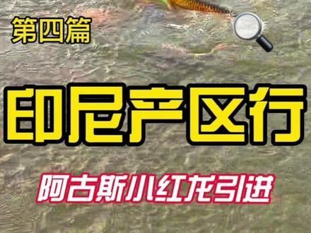 涪城哪個水族館龍魚好？祥龍魚場龍魚
