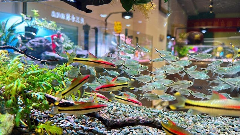 涪城哪個水族館龍魚好？祥龍魚場龍魚
