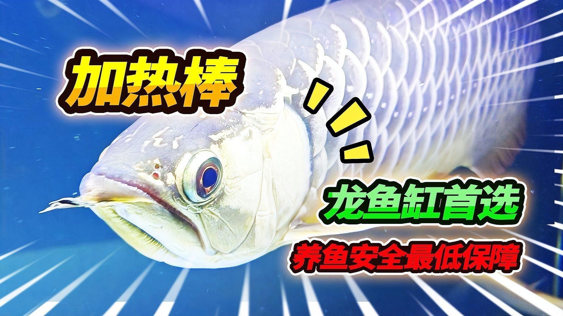 金龍魚適合用什么類型的加熱棒（金龍魚加熱棒的選擇） 金龍魚適合用什么類型的加熱棒（金龍魚加熱棒的選擇） 龍魚百科 第5張