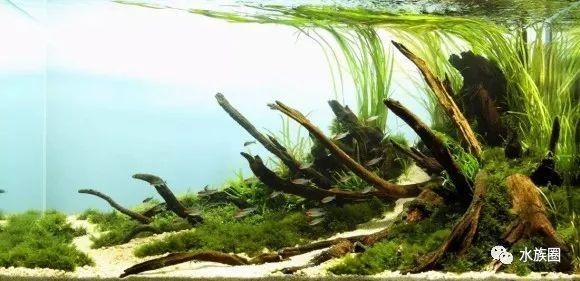 金龍魚適合用什么類型的加熱棒（金龍魚加熱棒的選擇） 金龍魚適合用什么類型的加熱棒（金龍魚加熱棒的選擇） 龍魚百科 第8張