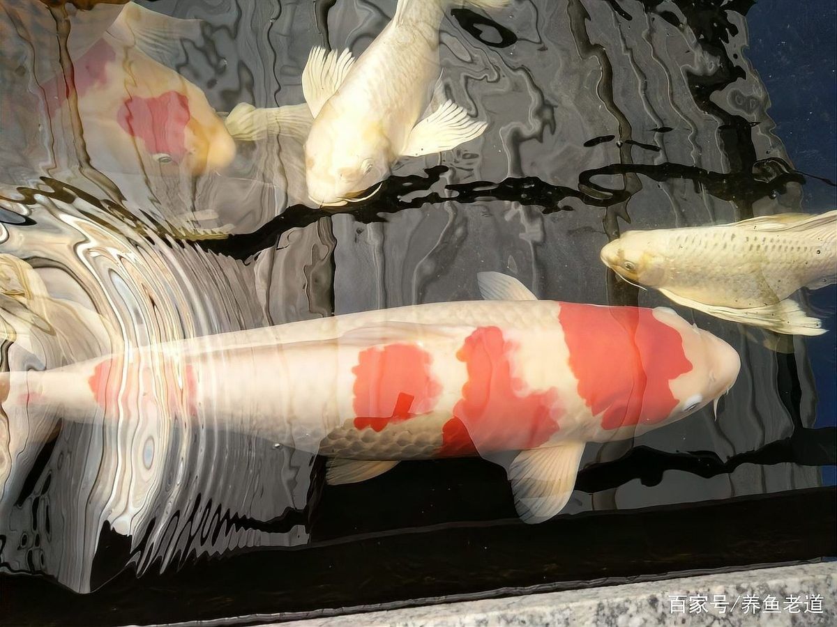 龍魚趴缸多久會死（龍魚為何“垂頭喪氣”）