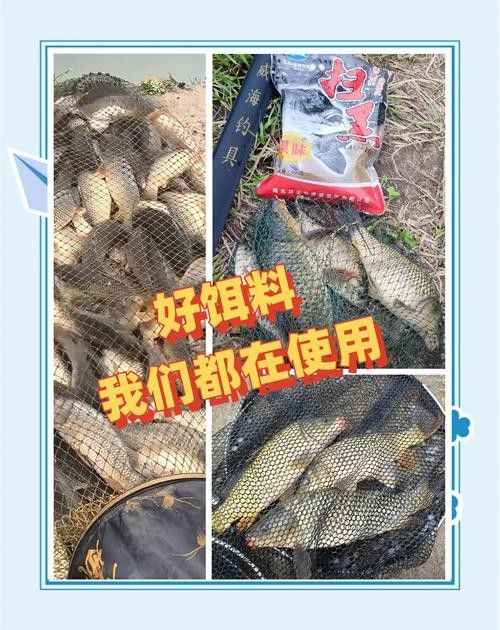 金龍魚餌料有哪些主打產品（金龍魚餌料主打產品線涵蓋多種垂釣場景和魚種需求）