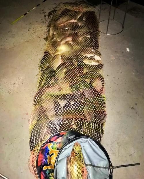 金龍魚餌料有哪些主打產品（金龍魚餌料主打產品線涵蓋多種垂釣場景和魚種需求）