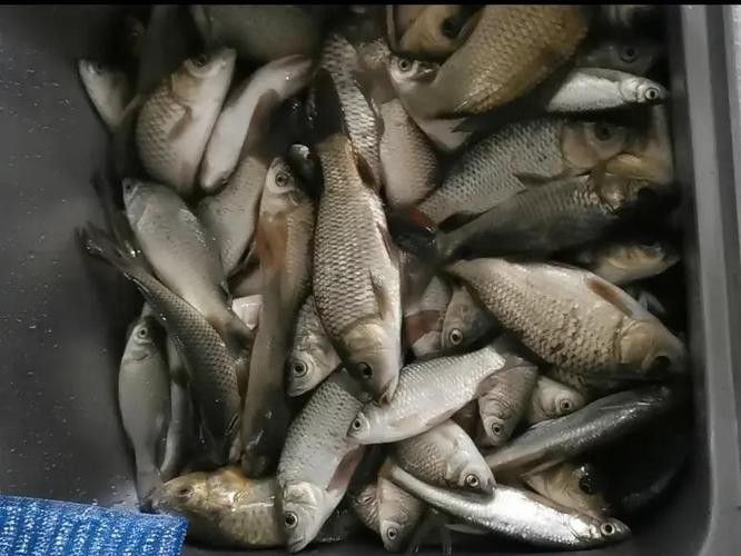 金龍魚餌料有哪些主打產品（金龍魚餌料主打產品線涵蓋多種垂釣場景和魚種需求）