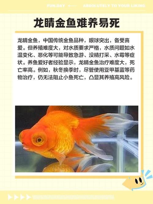 龍睛魚的市場價格如何